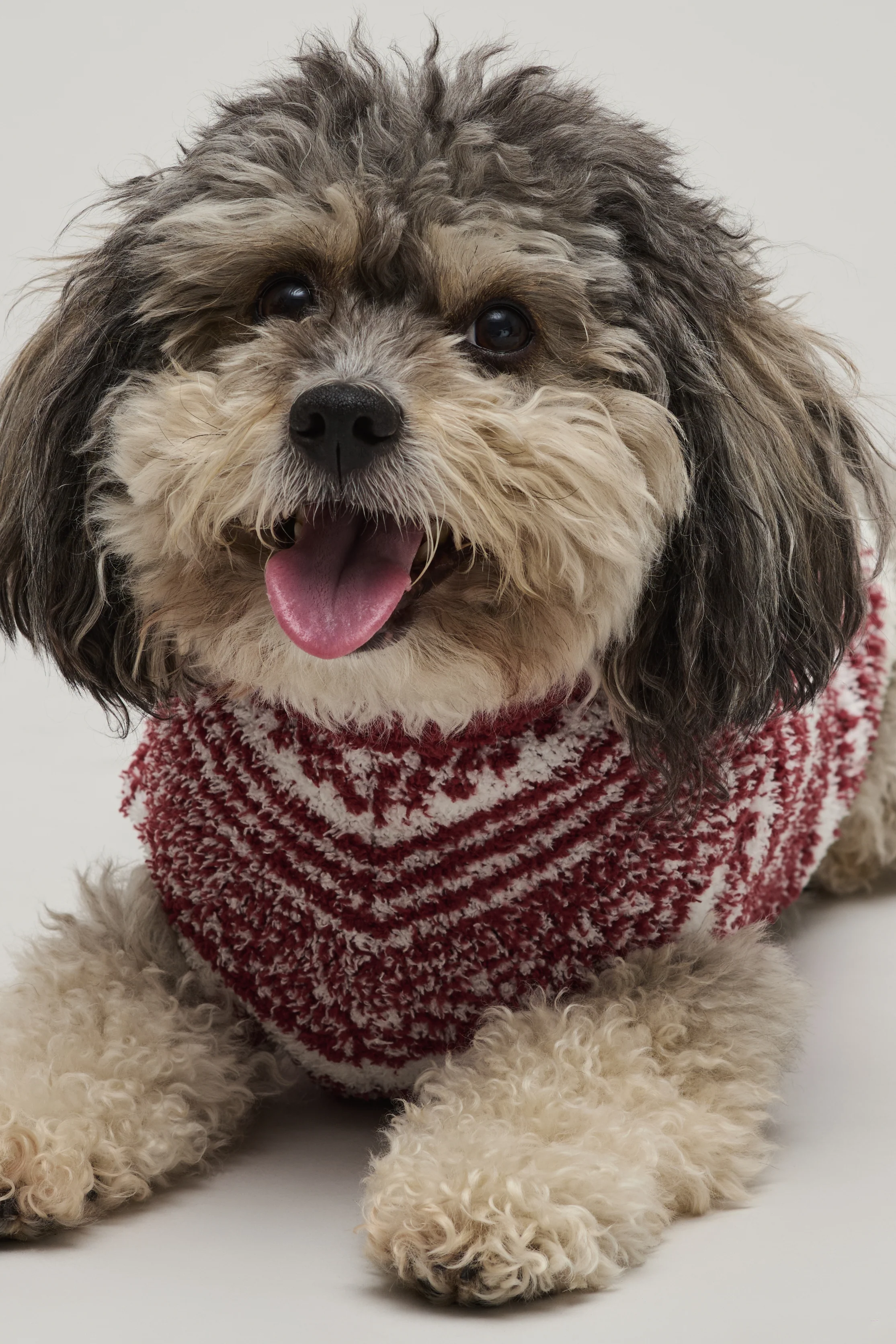 Pet New Arrivals